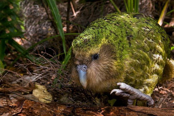  p>鸮鹦鹉(学名: i>strigops habroptila /i>),新西兰人叫"kakapo",这