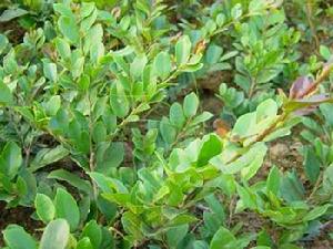  p>蚊母树(学名: i>distylium racemosum  /i>sieb. et zucc.