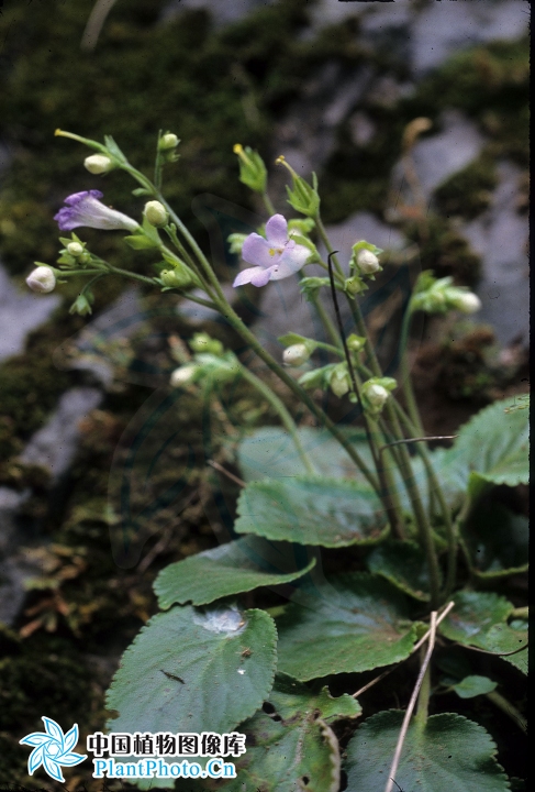  p>盾座苣苔属(学名: b>epithema /b> blume)是苦苣苔科下一个属,分布