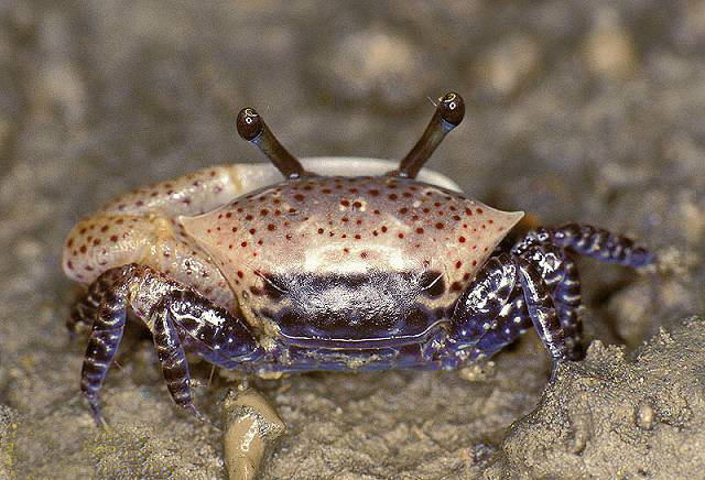  p>三角招潮蟹(学名:uca triangularis)最大的特征是雄蟹具有一对大小