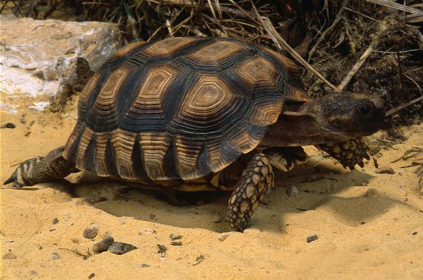  p>象龟,在 a href="#" data-lemmaid="1298770">生物分类学 /a>上是 