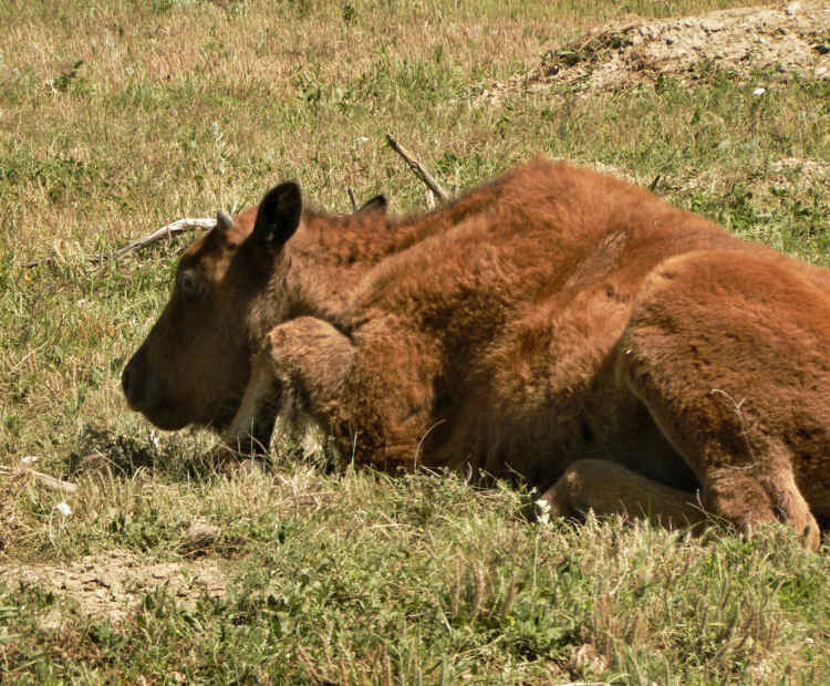  p>美洲草原野牛(学名:bison bison bison)是北美最大的哺乳类动物