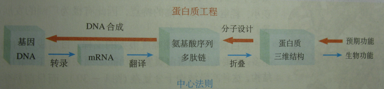  p>蛋白质工程就是通过对蛋白质化学,蛋白质晶体学和蛋白质动力学的