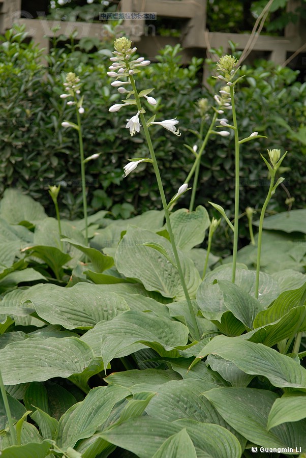  p>玉簪(学名: i>hosta plantaginea /i> (lam.) aschers.