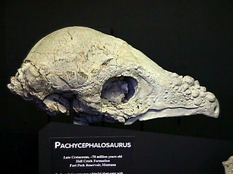 pachycephalosaurus