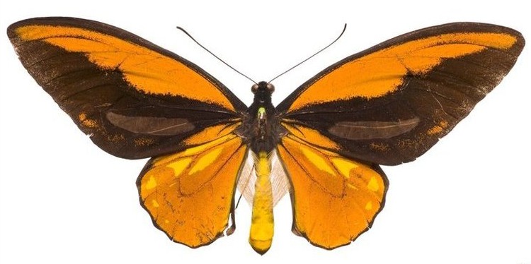 红鸟翼凤蝶指名亚种