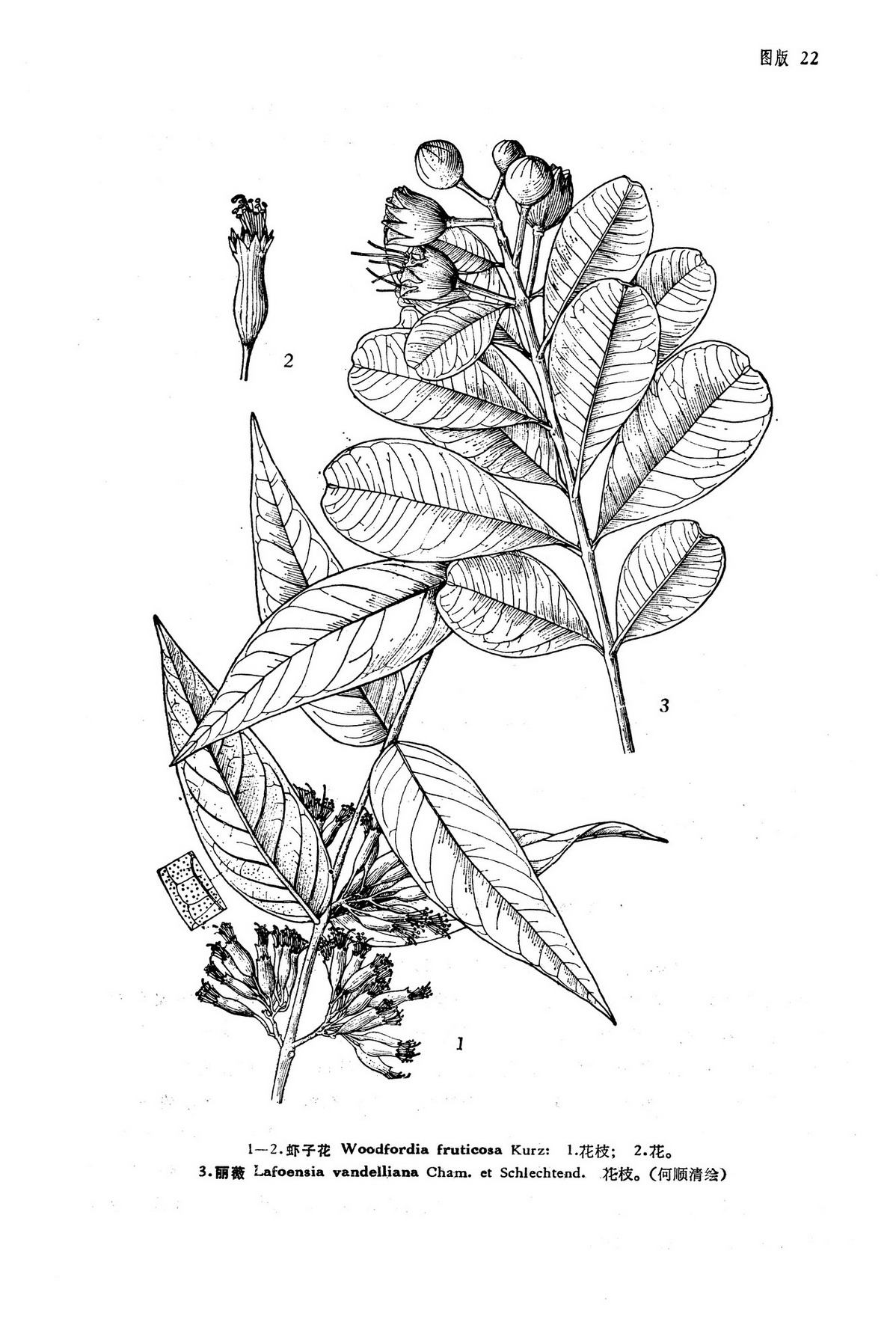  p>丽薇属, a href="#" data-lemmaid="6725713">千屈菜科 /a>,乔木或