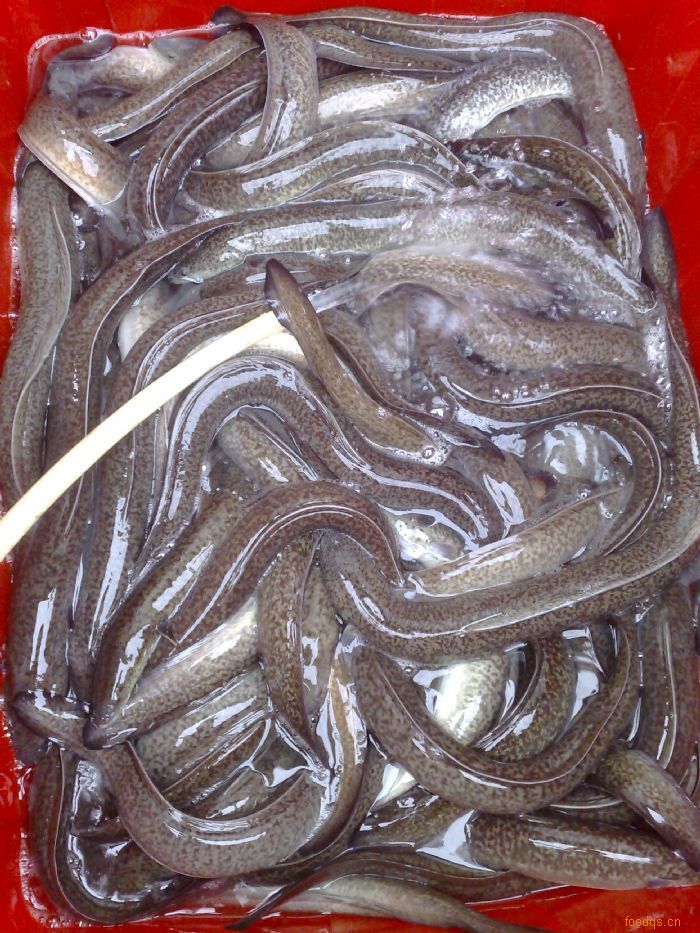  p>华丰花鳗2005年养殖的 a target="_blank" href="/item/淡水/11439