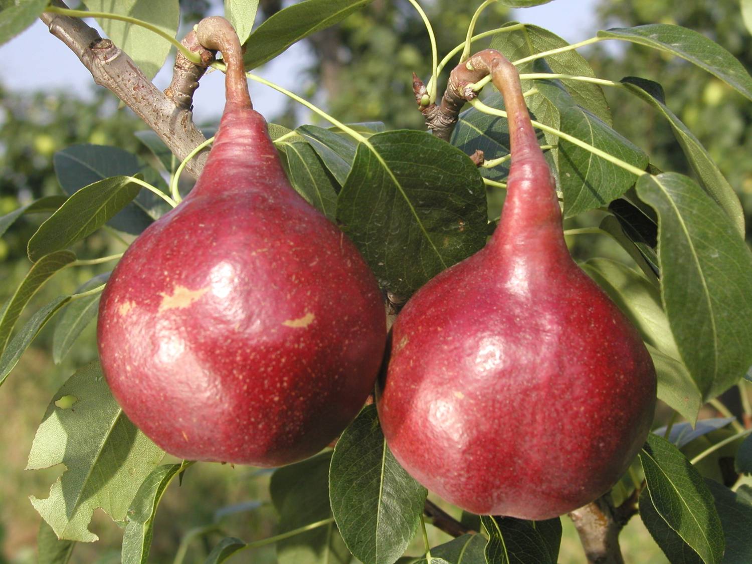  p>八月红梨是陕西省果树早 a target="_blank"