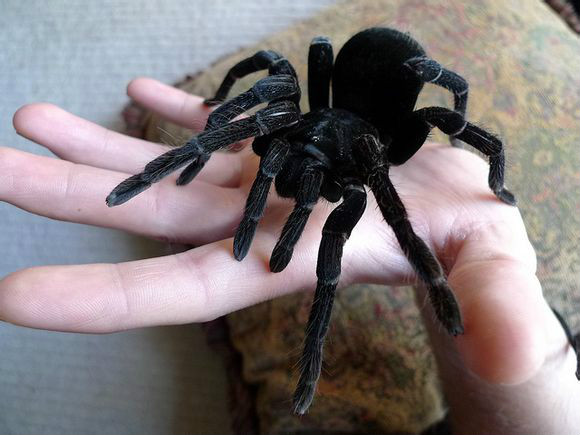 玻利维亚钢铁蓝蜘蛛