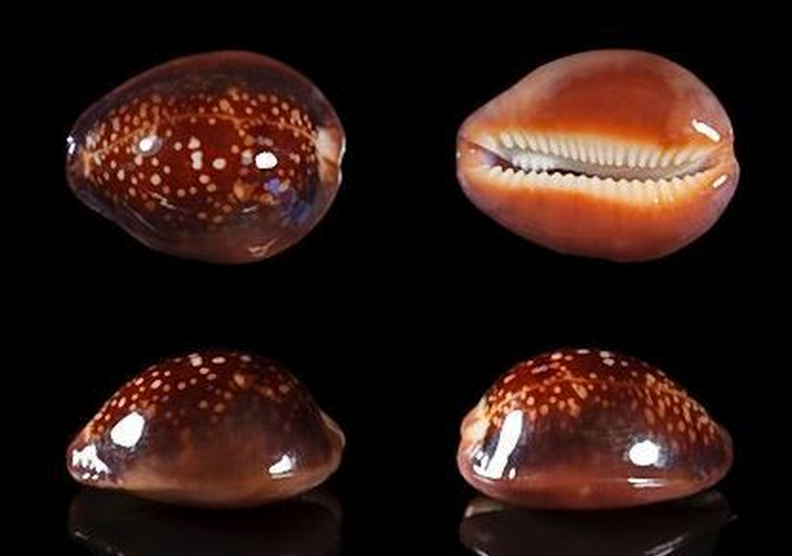 father englerts cowrie