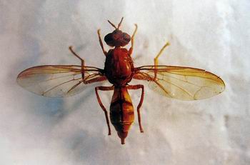 p>蜜柑大实蝇(tetradacus tsuneonis;citrusfruitfly)是实蝇科的1种