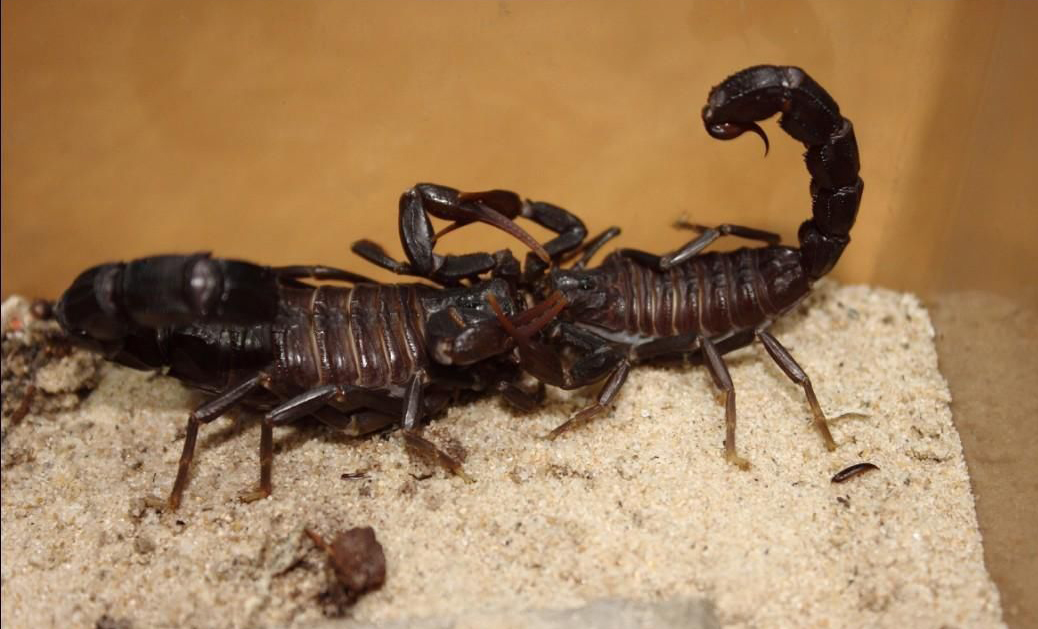 土耳其黑肥尾蝎