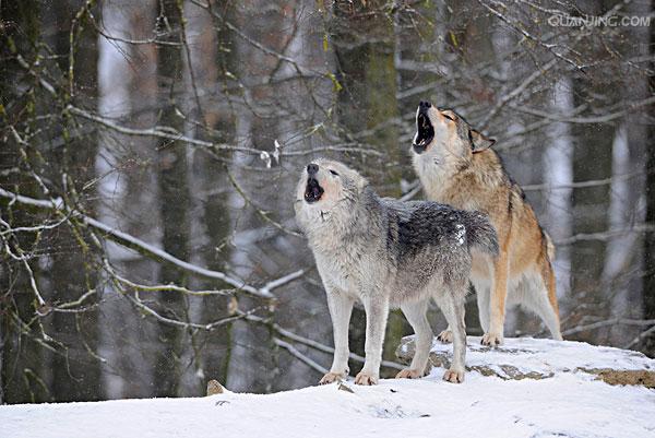 p>苔原狼 i>(学名:canis lupus albus) /i>是灰狼的一个亚种,属于