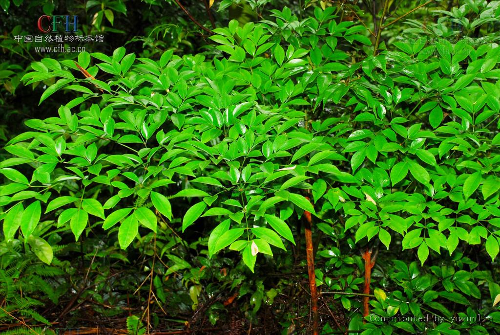  p>短梗幌伞枫(学名:heteropanax brevipedicellatus li)是五加科 a