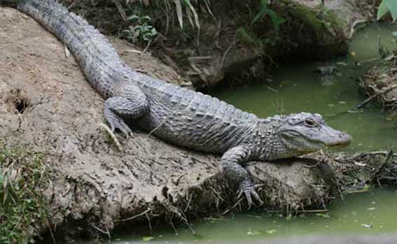  p>扬子鳄, i>alligator sinensis  /i>(fauvel,1879),或称作 a