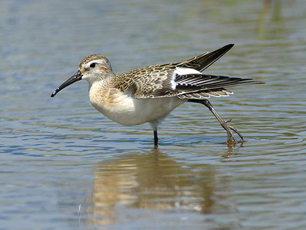 p>弯嘴滨鹬(学名: i>calidris ferruginea /i>)是 a href="#" data
