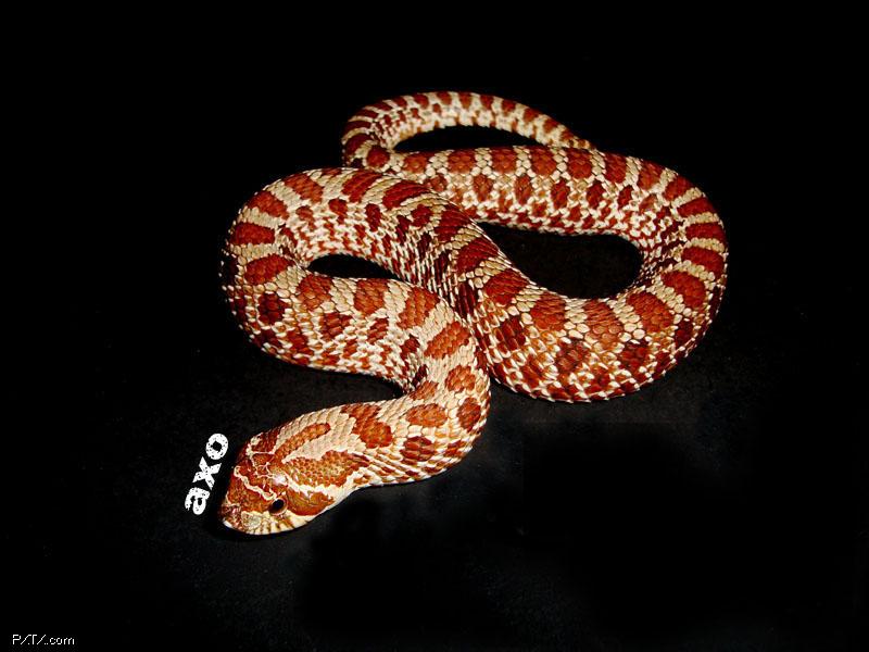  p>猪鼻蛇(hognose snake),是 a target="_blank" href="/item/游蛇科