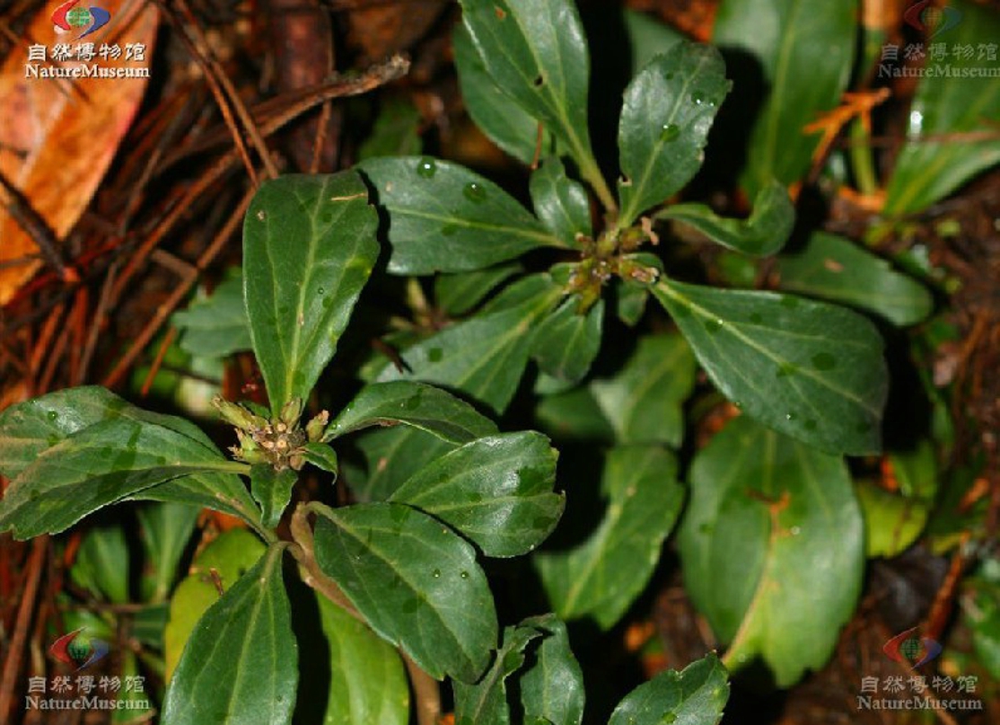 p>板凳果 i>p.axillaris/i)常绿亚灌木,铺地生长.