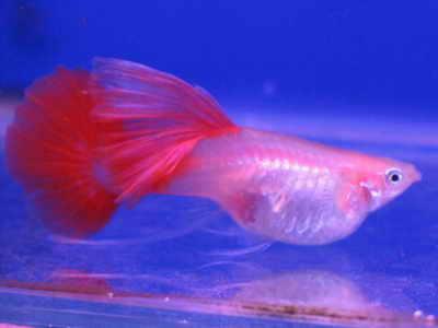 孔雀花鳉 百度百科