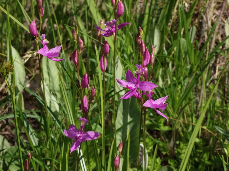  p>沼泽美须兰(学名:calopogon tuberosus)生长环境见于 a target="