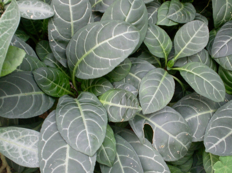 叶纸质,阔卵形,长8-16厘米,宽6-11厘米,顶端短尖,钝头,边全