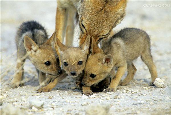  p>黑背胡狼(学名: i>canis mesomelas /i>):个头较小,长相似狗,行动