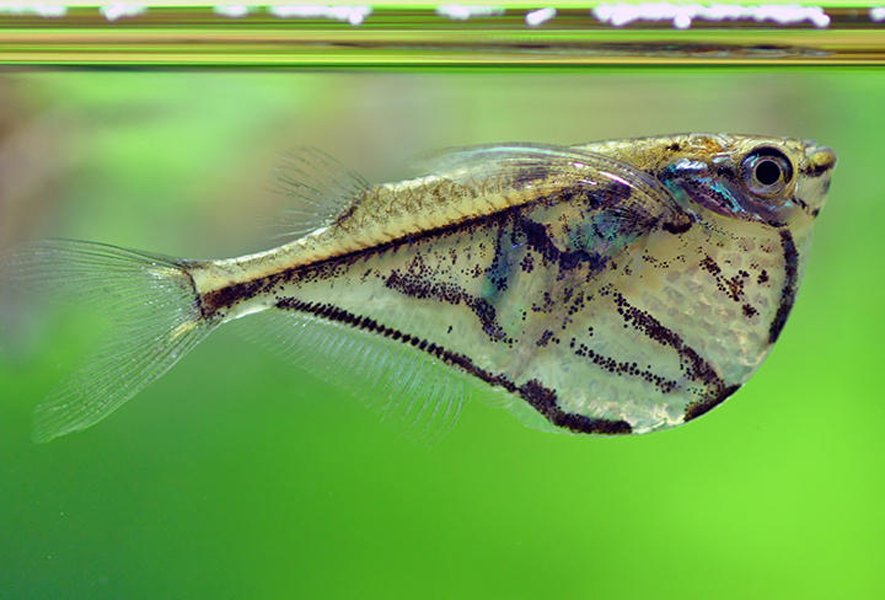  p>褶胸鱼( a href="#" data-lemmaid="8074290">学名 /a>:sternoptyx