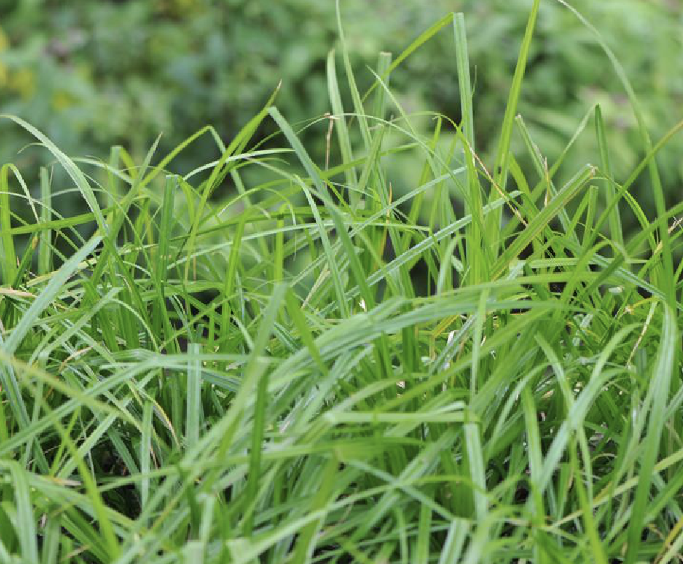  p>涝峪薹草(学名: i>carex giraldiana /i> kukenth.