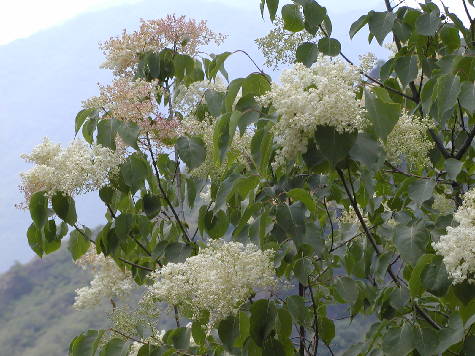 syringa reticulata (blume) h. hara var. amurensis (rupr.) j. s.