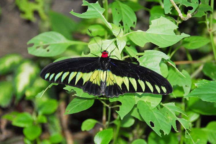 翠叶红颈凤蝶指名亚种