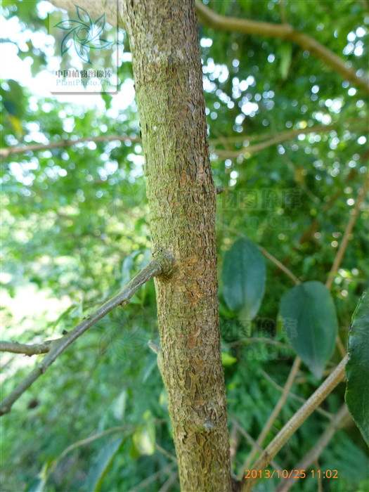  p> b>异叶鼠李 /b>(学名: i> b>rhamnus heterophylla /b> /i>),为 a