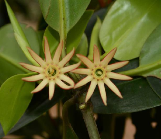  p>海莲(学名: i>bruguiera sexangula /i> (lour.) poir.