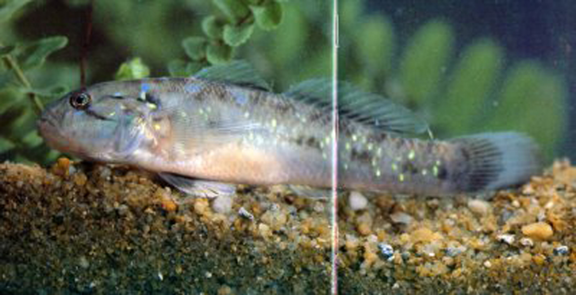 gobiidae /p> p>拉丁亚科名 gobiinae /p> p>中文亚科名 鰕虎鱼亚科 