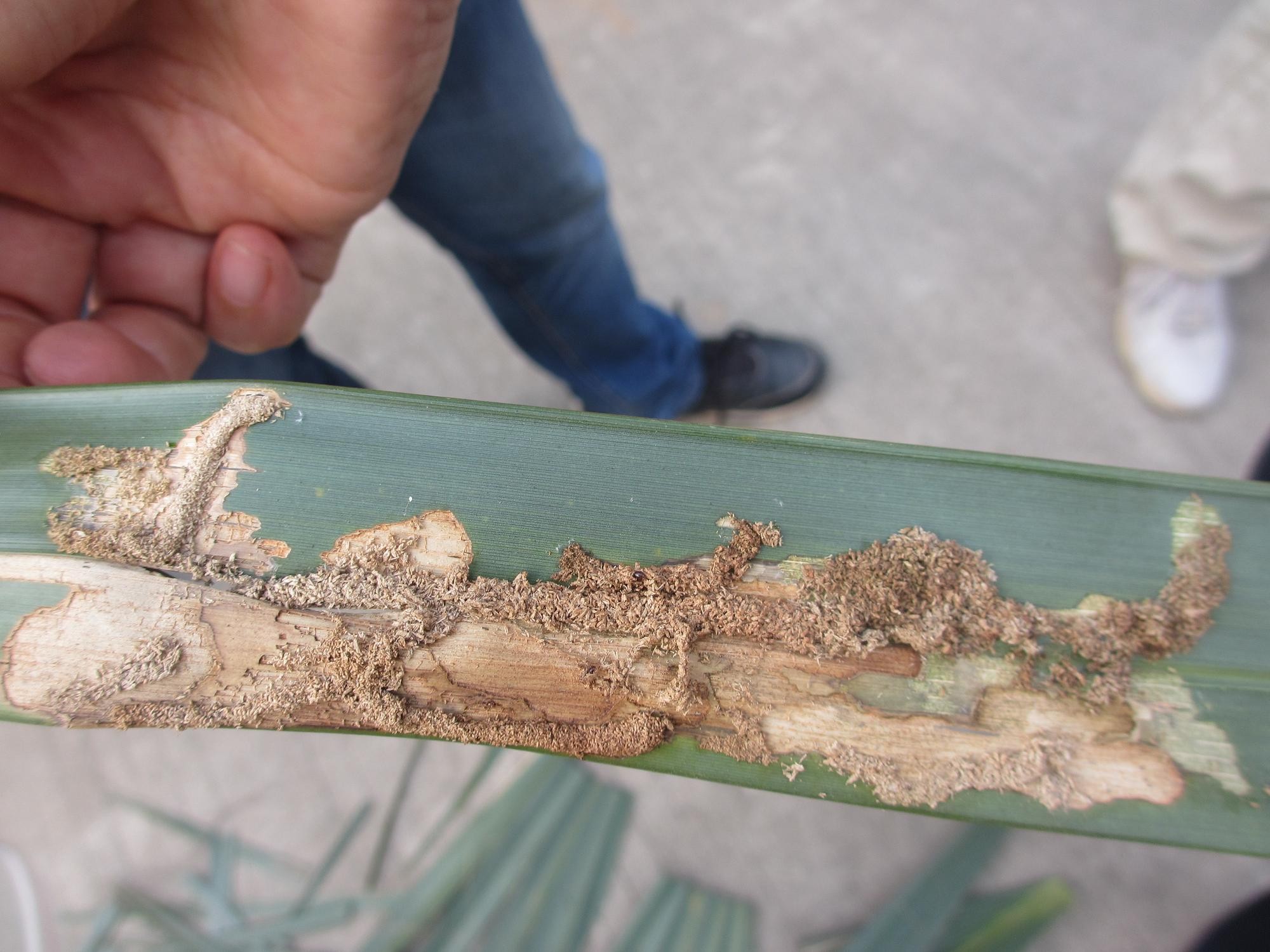  p>椰子织蛾,属 a target="_blank" href="/item/鳞翅目/1534992"