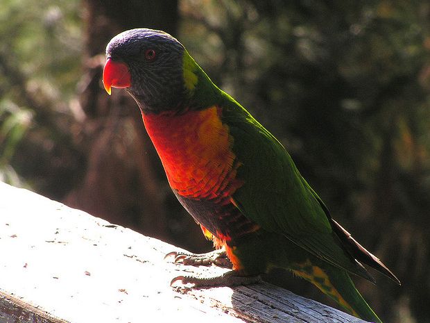 trichoglossus haematodus haematodus