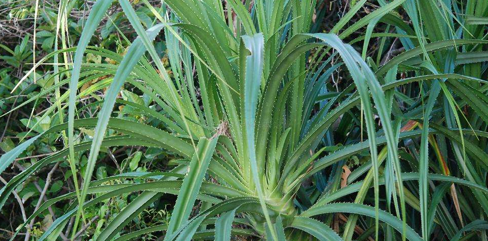  p>露兜草(学名: i>pandanus austrosinensis /i> t. l.