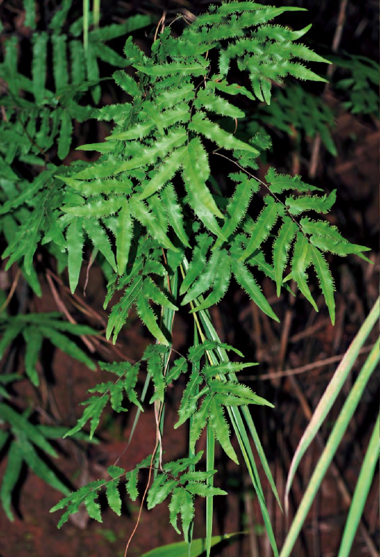 海金沙(学名:lygodium salicifolium presl)是海金沙科海金沙属植物