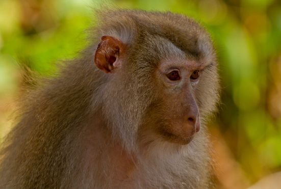豚尾猴
