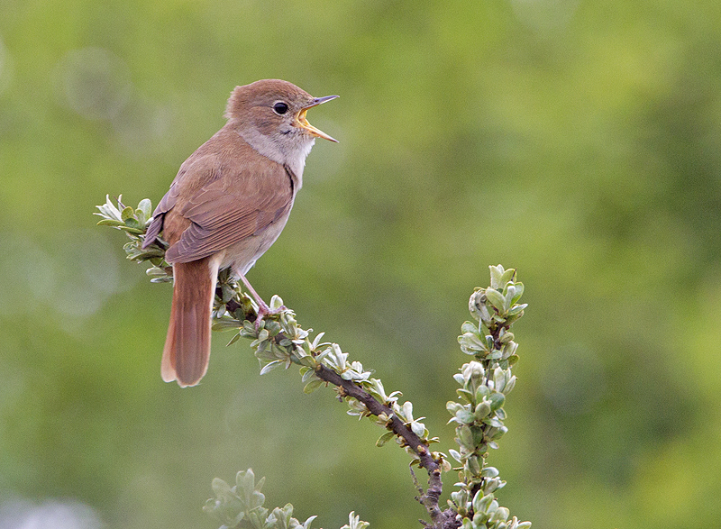  p>新疆歌鸲(学名: i>luscinia megarhynchos /i>)是鹟科,歌鸲属小型