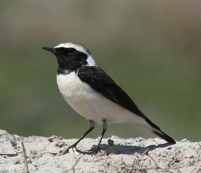  p>沙   (学名: i>oenanthe isabellina /i>)是鹟科,   属小型鸟类,体