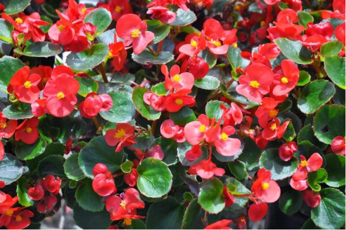 昨夜秋风惊海棠 自古相思最断肠 百科ta说