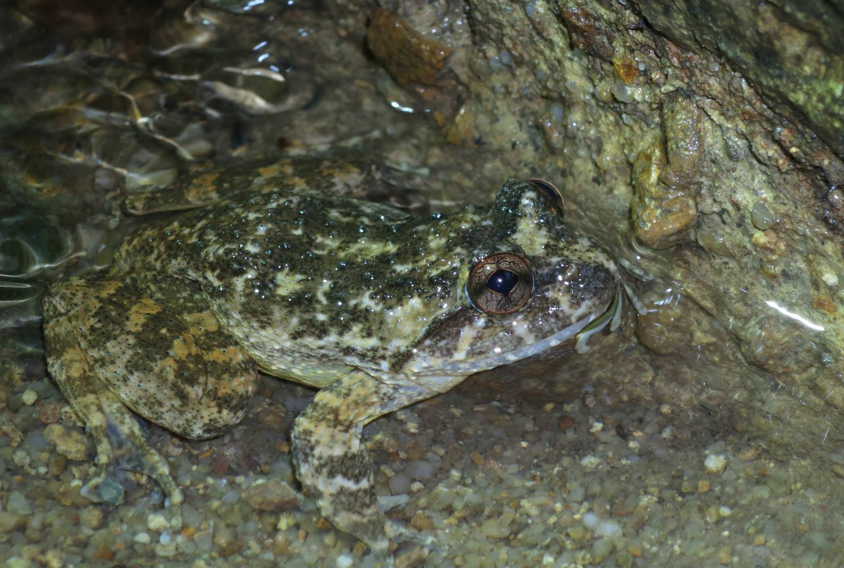 rana exilispinosa