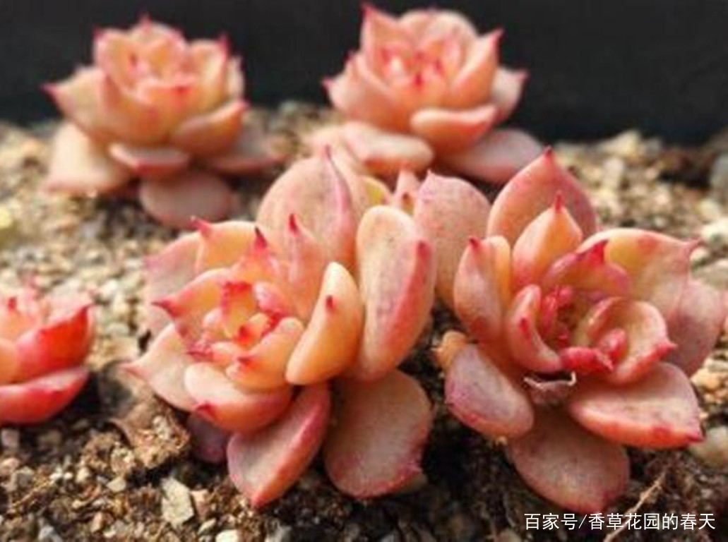 多肉里也有各种牡丹争奇斗艳 是的 5种多肉里的牡丹都很美 百科ta说
