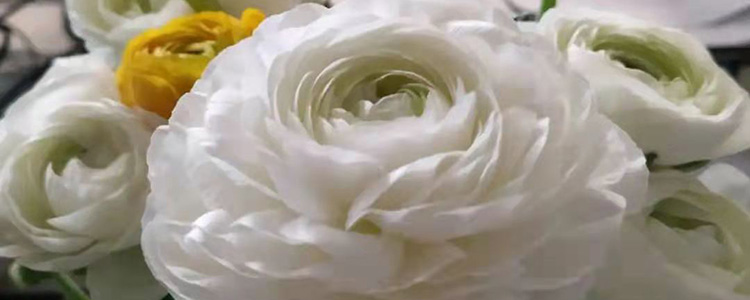 洋牡丹鲜切花怎么养 百科ta说