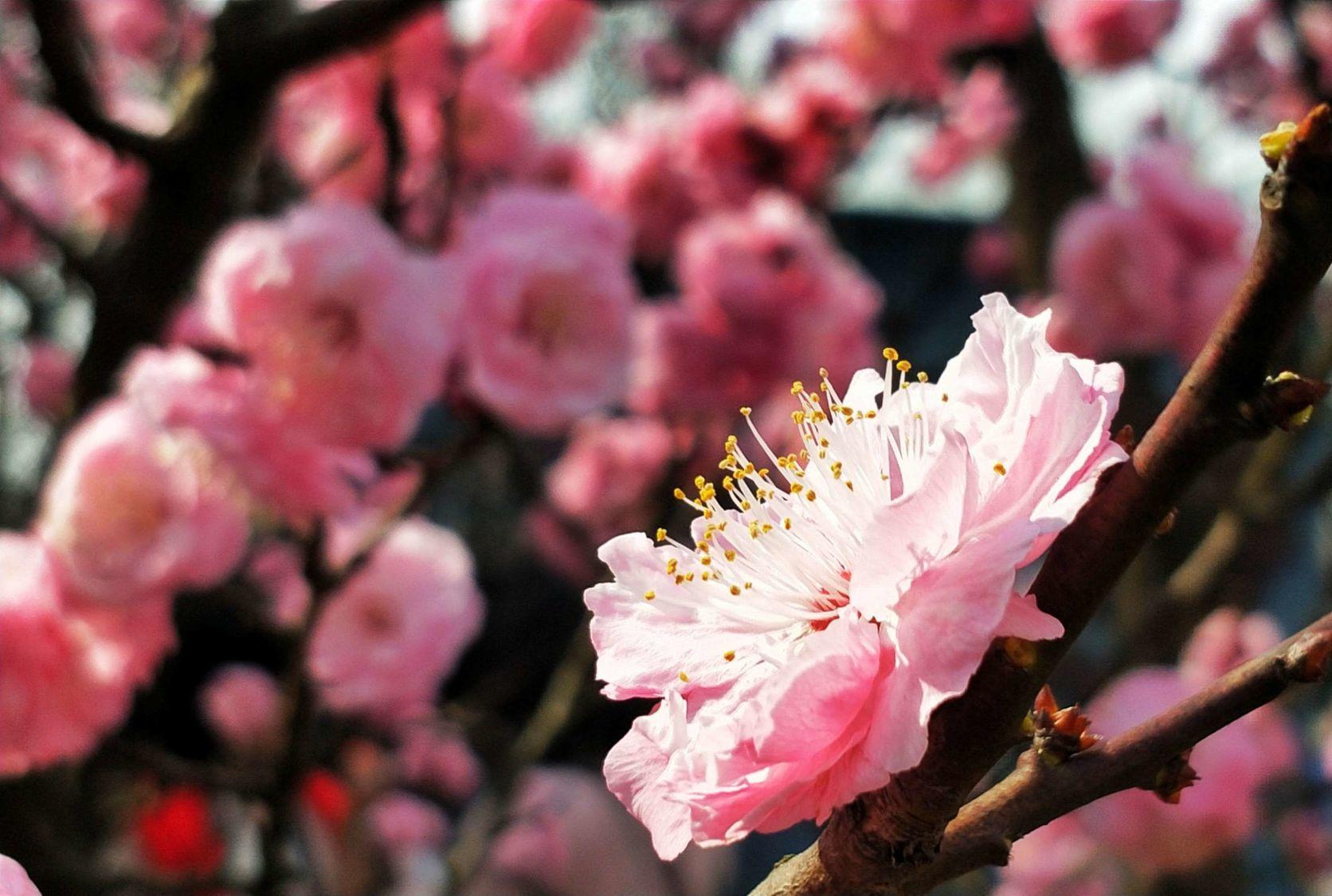  p data-id="gnbu34pduk">别角晚水,属梅花品系中真梅系直脚梅类(var.