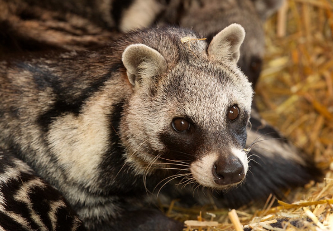  p data-id="gnavnnz5v8">非洲灵猫(学名: i>civettictis civetta /i>