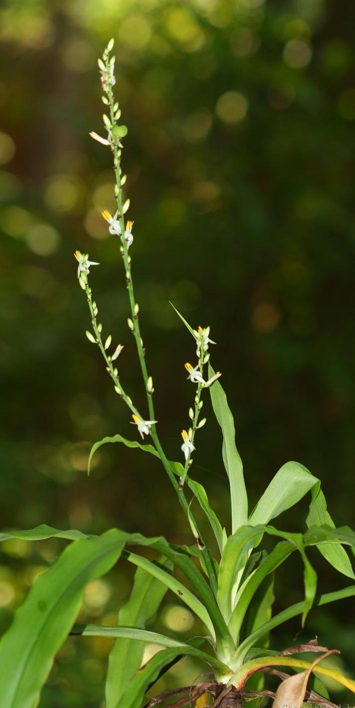  p>大叶吊兰(学名: i>chlorophytum /i>  i>malayense /i> ridl.