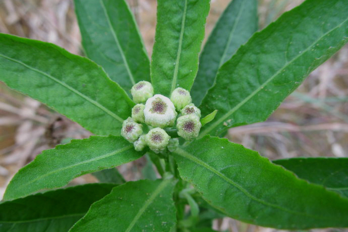  p data-id="taefz8bjvcjj">翼齿六棱菊,是菊科六棱菊属的多年生草本