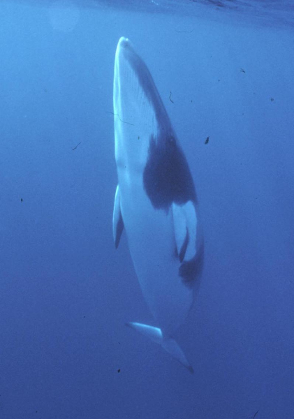  p>小鳁鲸(学名: i>balaenoptera acutorostrata /i>)是须鲸科,须鲸属